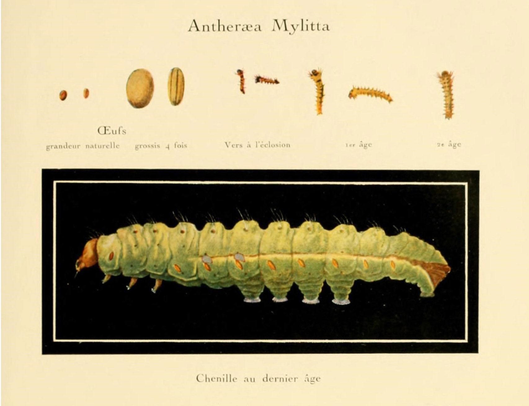 A silkworm that might be bookish