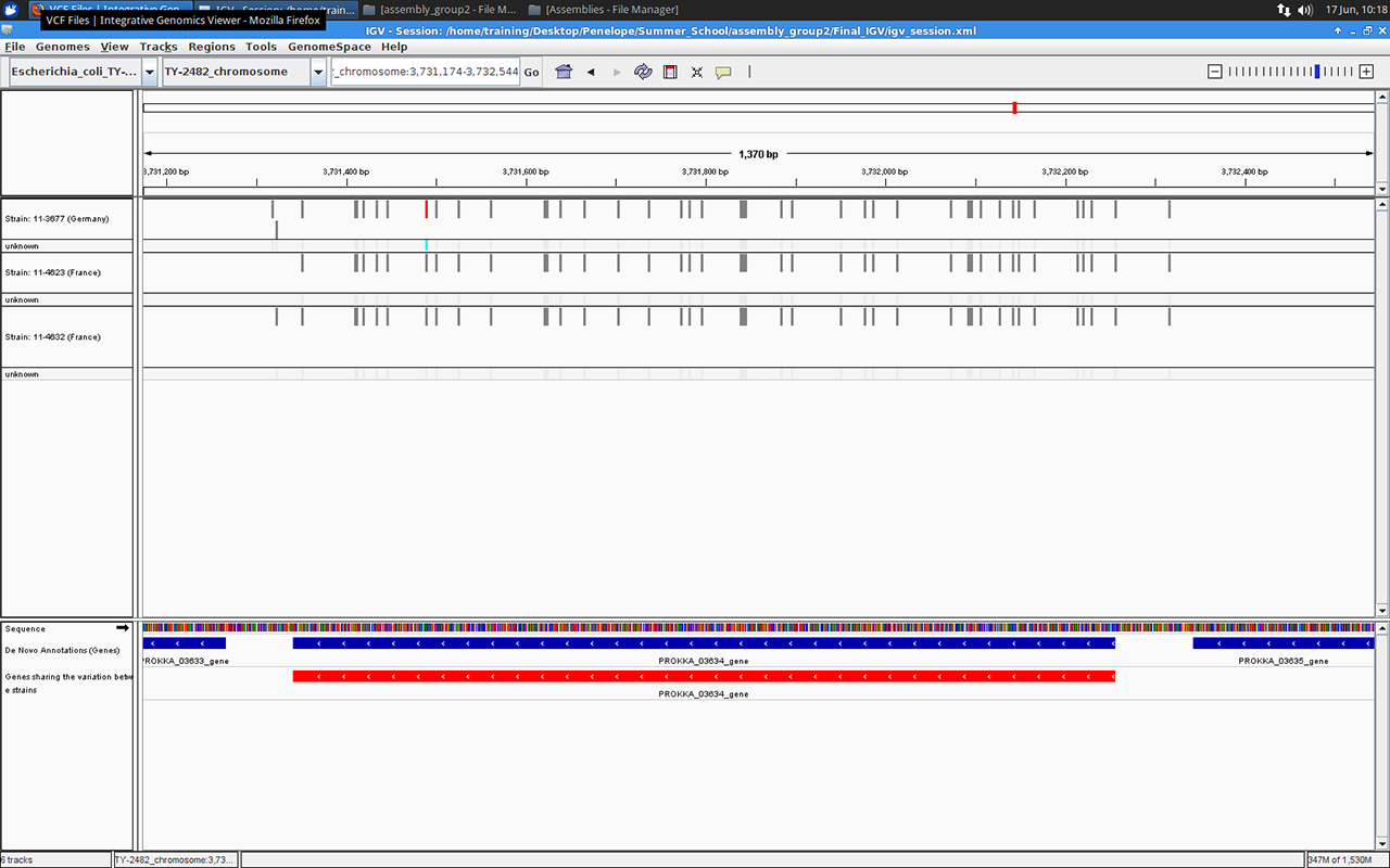 Gene number 03634 in IGV browser, screenshot by Massimiliano Volpe