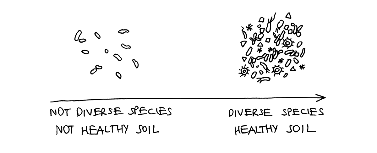 Hypothesis: more diversity correlates with soil health