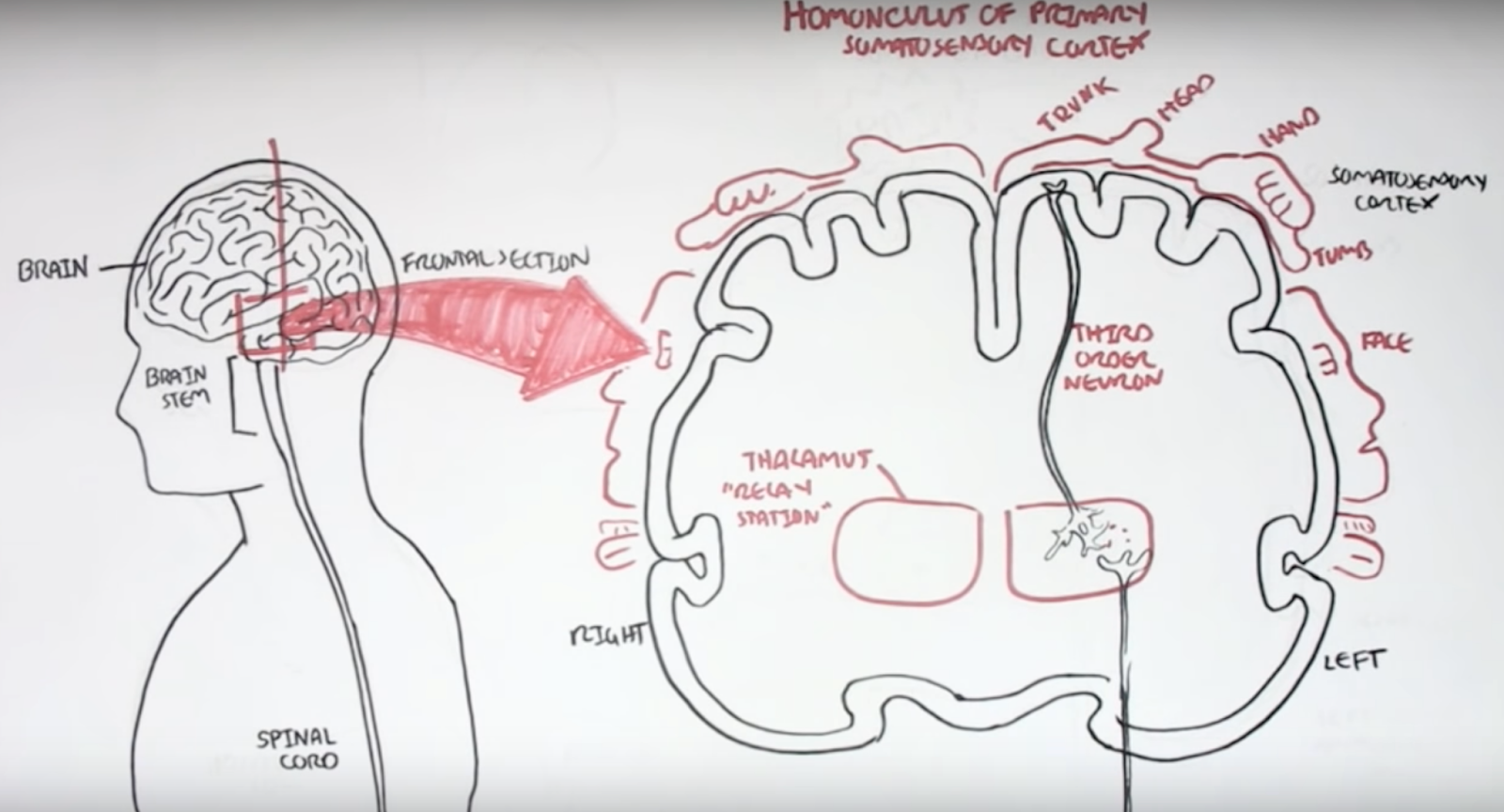 Diagram of pain pathways in the brain