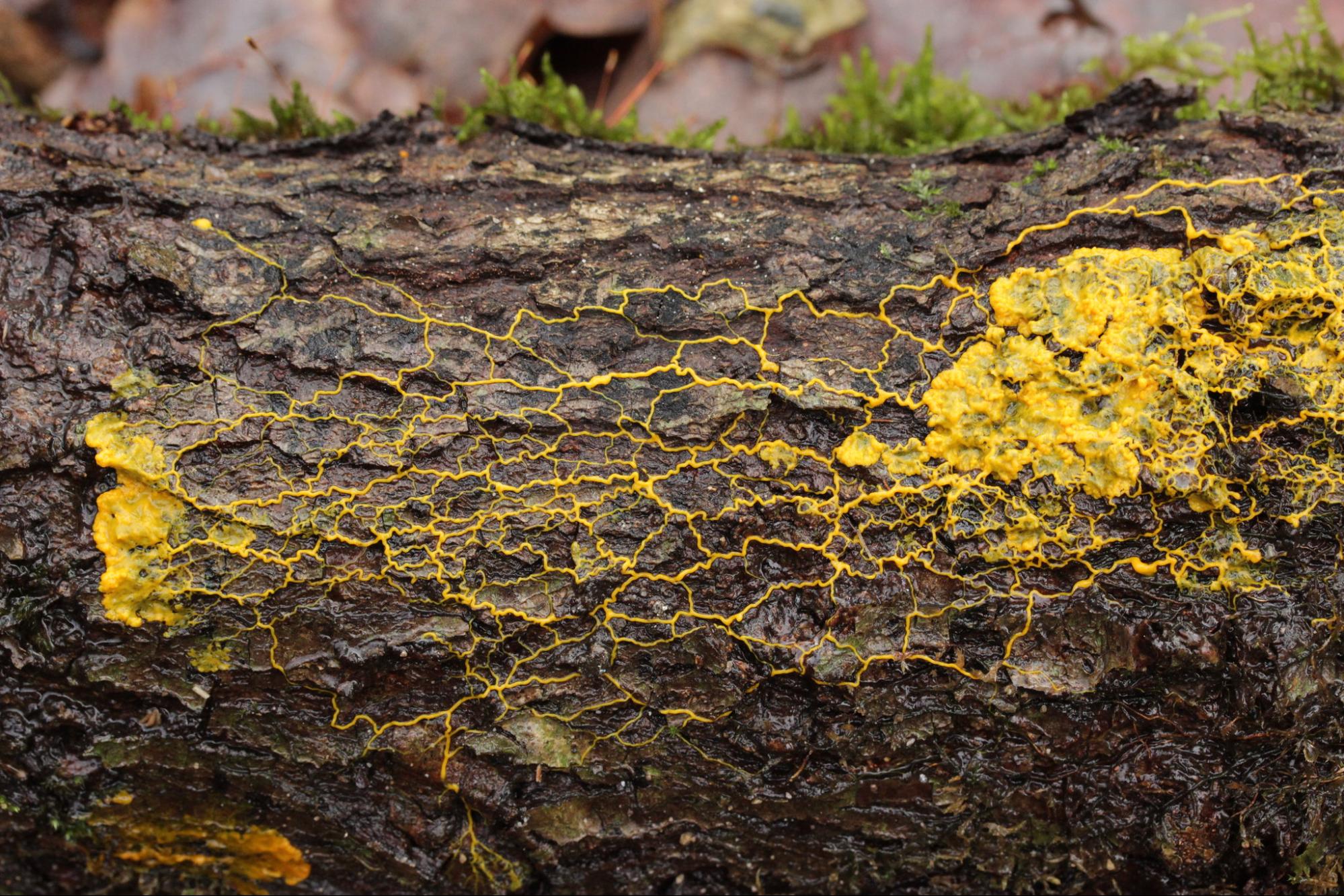 A slime mold on a log